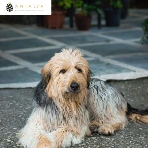 paws staycation at antalya rishikesh